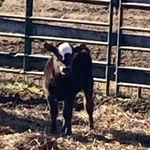 Meet your Posher, Annie